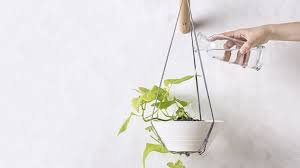 Check out 23 of our favorite diy hanging plant holders that. 20 Indoor Wall Planters To Take Your Houseplants To New Heights Huffpost Life