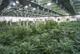 Grow fabulous food and flowers from seeds, then save seeds to make next year's garden even better. Indoor Vs Outdoor Cannabis Seeds Which Is Best For You Weedseedshop