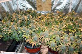 Hydrohobby only stock premium quality brands ensuring that your plants can grow in the. Do My Cannabis Plants Need Side Lighting Grow Weed Easy