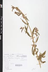 Image result for Dissotis irvingiana