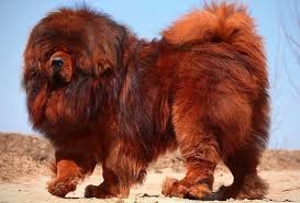 Exotic pets for sale, some of these animals shouldn't be used as pets at all but if a user or pet lovers looking to buy exotic pets online or buy animals online have to look no further than exotic pets for sale online store. The 20 Most Expensive Pets In The World 2021 Wealthy Gorilla