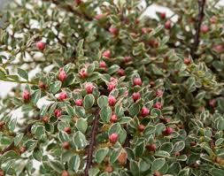 An american national standard is intended as a guide to aid the manufacturer or producer, the purchaser, and the general public. Buntblattrige Zwergmispel Cotoneaster Horizontalis Variegatus Gunstig Online Kaufen