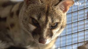 Hunde und katzen sind für viele von uns alltägliche begleiter. Exotische Tiere Die Nicht Im Wald Ausgesetzt Werden Sollten Youtube
