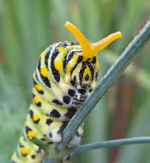 When a chrysalis is first infected (eggs laid in the chrysalis) it will appear healthy, have the correct colors and shades, and will move normal. Black Swallowtail Papilio Polyxenes Wisconsin Horticulture