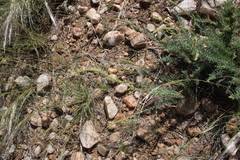 Image result for Lophiocarpus polystachyus