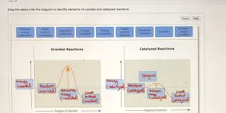 Reset help vesicle neurotransmitter calcium channel synaptic terminal synaptic cleft receptor for. Solved Rain Drag The Labels Onto The Diagram To Identify Elements Of Unaided And Catalyzed Reactions Course Hero