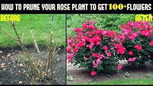 Plant in a sunny spot, which gets at least four hours of sunlight a day. Do This And Get 500 More Flowers On Your Rose Plants With Updates Youtube