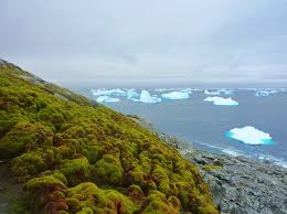 Climate Change Is Turning Antarctica Green Scientific American