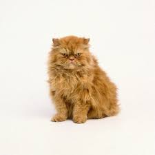 Persian Cat Iran Kedisi Persian Cat Doll Face Cat With Blue Eyes Persian Cat