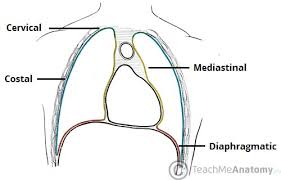 The Pleurae Visceral Parietal Teachmeanatomy