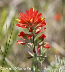 Maybe you would like to learn more about one of these? Indian Paintbrush Castilleja Coccinea Flower Indian Paintbrush Wild Flowers Garden Projects
