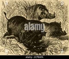 Pigsticking in india hi-res stock ...