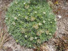 Image result for Helichrysum tillandsiifolium