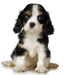 Black And Tan Cavalier With White Puppy Obedience Training At Its Best King Charles Cavalier Spaniel Puppy Spaniel Puppies Cavalier King Charles