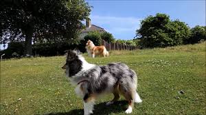 This dog uses the regular wolf model! Blue Merle And Golden Sable Shetland Sheepdog Youtube
