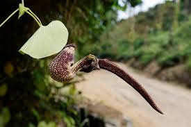 Image result for Aristolochia ringens