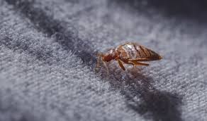 Bed bugs wurden als schädlinge wurden seit dem 17. Bettwanzen 3 Hausmittel Die Helfen
