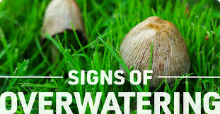 Shrubs and perennials need half as much water as lawns. The Best Time To Water Your Lawn Ifa S Helping To Grow Blog