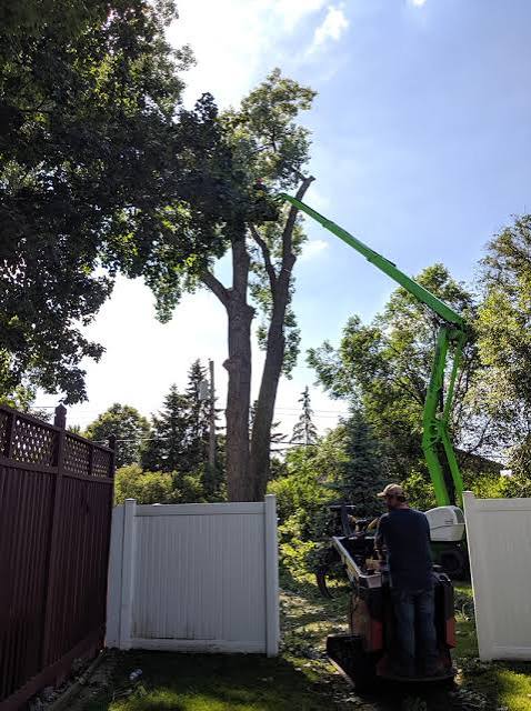 Elk River Tree Services | Pioneer Tree Services