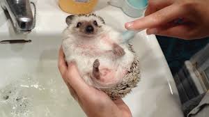 adorable pet hedgehog gets given a bath