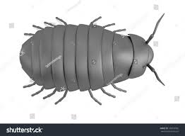 Pillbug Stock Illustrations Images Vectors Shutterstock