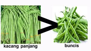 Buah, biji, dan daunnya dimanfaatkan orang sebagai sayuran. Shana On Twitter Trgantung Si Kacang Panjang Enakny Dikasi Sambel Kacang Buncis Enakny Dimasak Sop