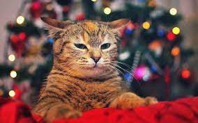Jajajaja Christmas Cats Animals Funny Cats Silly Cats Pictures