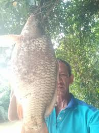 Lampam jawa biasanya ditemui di dalam kolam ternakan dan perairan yang pernah terdapat aktiviti akuakultur. 8qdflcmswprupm