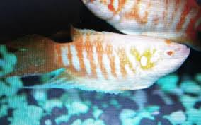 Sangat banyak sekali jenis ikan cupang yang berhasil di temukan. Pair Albino Paradise Fish Live Freshwater Aquarium Fish Gorgeous Gouramis Aquarium Fish Fish Freshwater Aquarium Fish