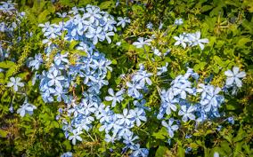 We did not find results for: Green Bush With Many Of Blue Flowers Stock Photo Picture And Royalty Free Image Image 27338905