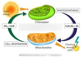 It is the process by which green plants, algae, and certain bacteria convert light energy from the sun into chemical energy that is used to make glucose. Biology 111 Exam 2 Diagram Quizlet