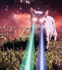 Lazer Cat Cat Laser Cats Cat Girl