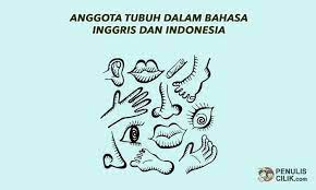 49 Anggota Tubuh Dalam Bahasa Inggris Dan Indonesia Penulis Cilik Bahasa Bahasa Inggris Tubuh