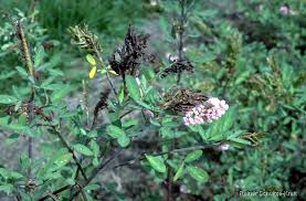 Image result for Grona heterocarpos