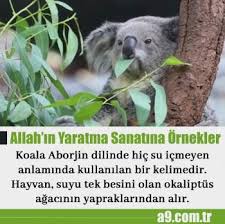 Koalaaborjin Dilinde Hic Su Icmeyen Anlaminda Kullanilan Bir Kelimedir Hayvan Suyu Tek Besini Olan Okaliptus Agacinin Yapraklarindan Koala Bear Animals Koala