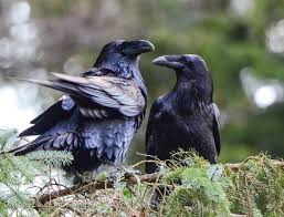 Pin By Bill57 Silvia On Raven Crows Crows Ravens Pet Birds Beautiful Birds