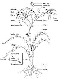 The Daylily Dictionary Image Map Of Parts Day Lilies Daylilies Lily Plants