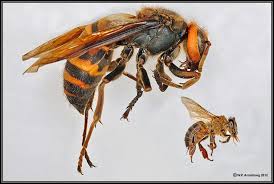 Black And White Wasp Sting Treatment Japanese Giant Hornet The Japanese Giant Hornet Is At Least Five Times Larger Than The Honey Japanese Giant Hornet Asian Giant Hornet Insects