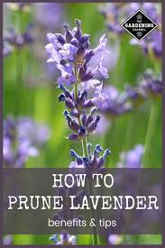 This true lavender has single, leafless stems and compact spikes of blossoms. Pruning Lavender Gardening Channel