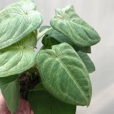 Syngonium Macrophyllum Frosted Heart Bijzondere Planten Nelumbogarden Planten Kamerplanten Tuinplanten