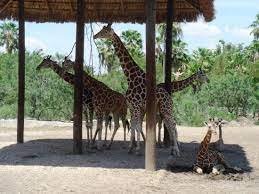 Maybe you would like to learn more about one of these? Brownsville Photos Featured Images Of Brownsville Texas Gulf Coast Tripadvisor