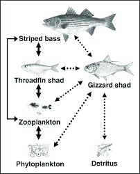 At the same time, some native predator fishes have shifted their diet to include the round goby , with implications for energy transfer and food web dynamics in both nearshore and offshore areas. Simplified Conceptual Diagram Of The Aquatic Food Web Of Lake Powell Download Scientific Diagram