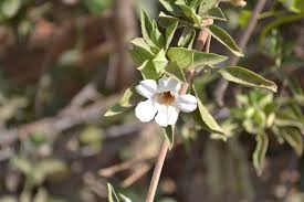 Image result for Petalidium