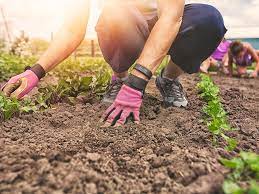 Anyone who is willing to invest some time every day or. How To Make A Vegetable Garden In Your Backyard
