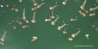 How to kill mosquito larvae in swimming pools step 1 dress for safety. What S Wriggling In My Pond Shirls Gardenwatch