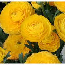 Yellow Ranunculus Plants Flowers Bloom