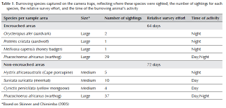 Image result for Rubus runssorensis