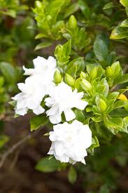 It really helps get the most out of this beautiful plant. Growing Gardenias Burke S Backyard