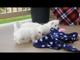 Westie puppies for adoption in ohio. Adult Female Westie For Sale 07 2021