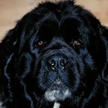 Find newfoundland puppies for sale and dogs for adoption. Puppyfind Newfoundland Puppies For Sale